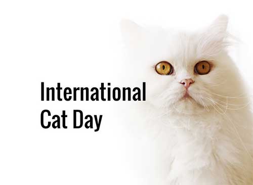 International Cat Day